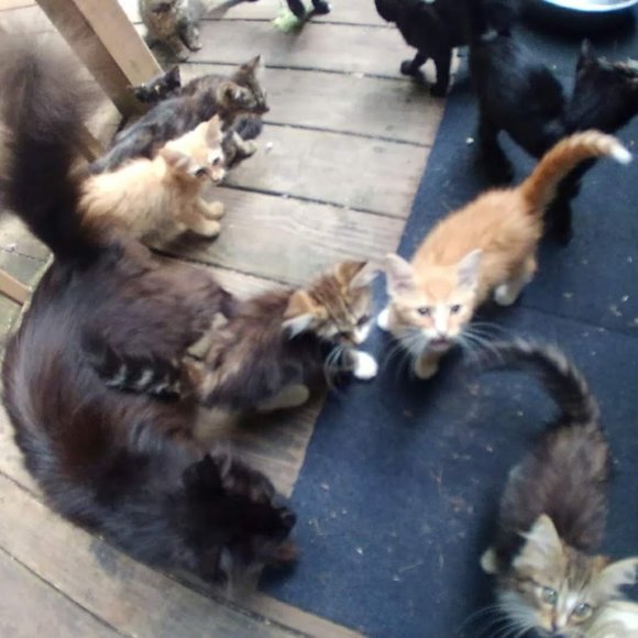 🙀CHEROKEE'S FERAL HAVEN🐕 - Picture 4 of 11